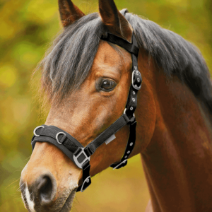 Licol pour longe Economic ( cavecon)