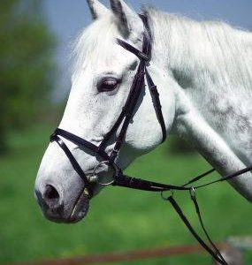 Brdion Norton Synthétique