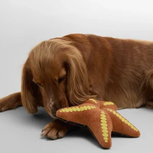 Starfish Dog Toy