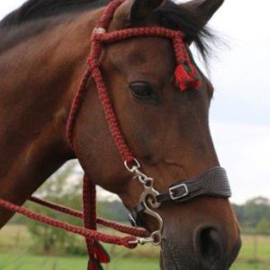 Bridon en corde « Bodanza »
