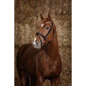 Bridon Norton Pro Brillant