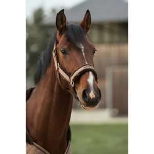 Licol Back on track Haze collection