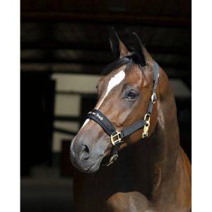 Licol Back on track Werano