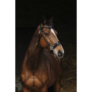 Bridon Norton pro « Hackamore »