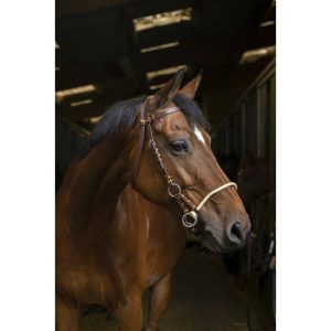 Side-pull Norton Pro Corde